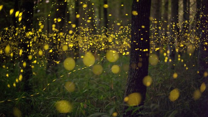 A long-exposure shot of specks of light from fireflies in the forest