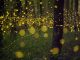 A long-exposure shot of specks of light from fireflies in the forest